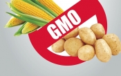 GMO