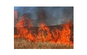 wypalanie traw